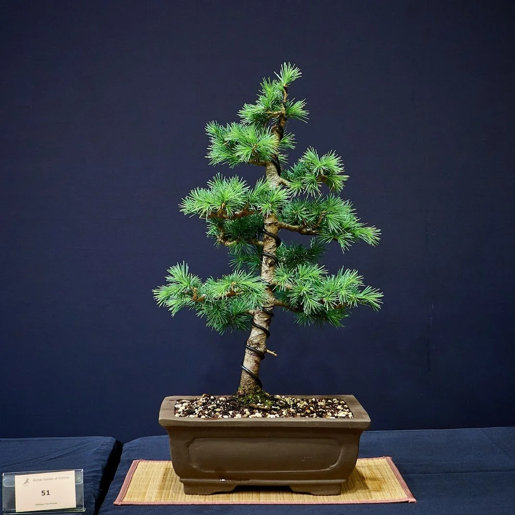 Atlantic Cedar (Cedrus Atlantica) - From nursery stock in 2018 at BSV Novice Program.