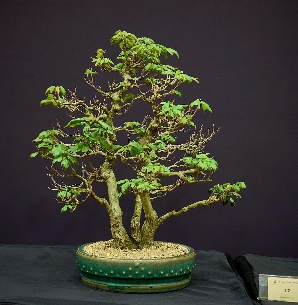 Trident Maple (Acer Buergerianum) - Roots of three seedlings fused together to form single tree. 30+ years.