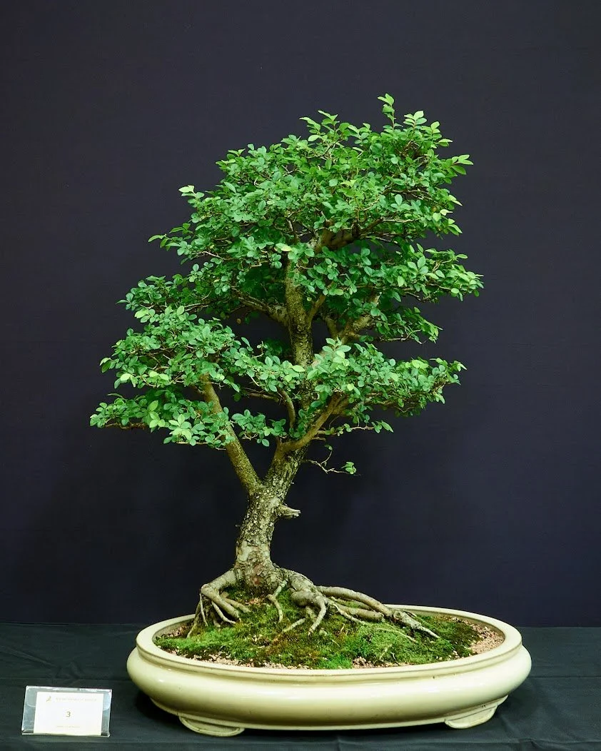 Chinese Elm (Ulmus Parvifolia) - Purchased in 1990 with no branch structure. 33 years. Chinese pot.