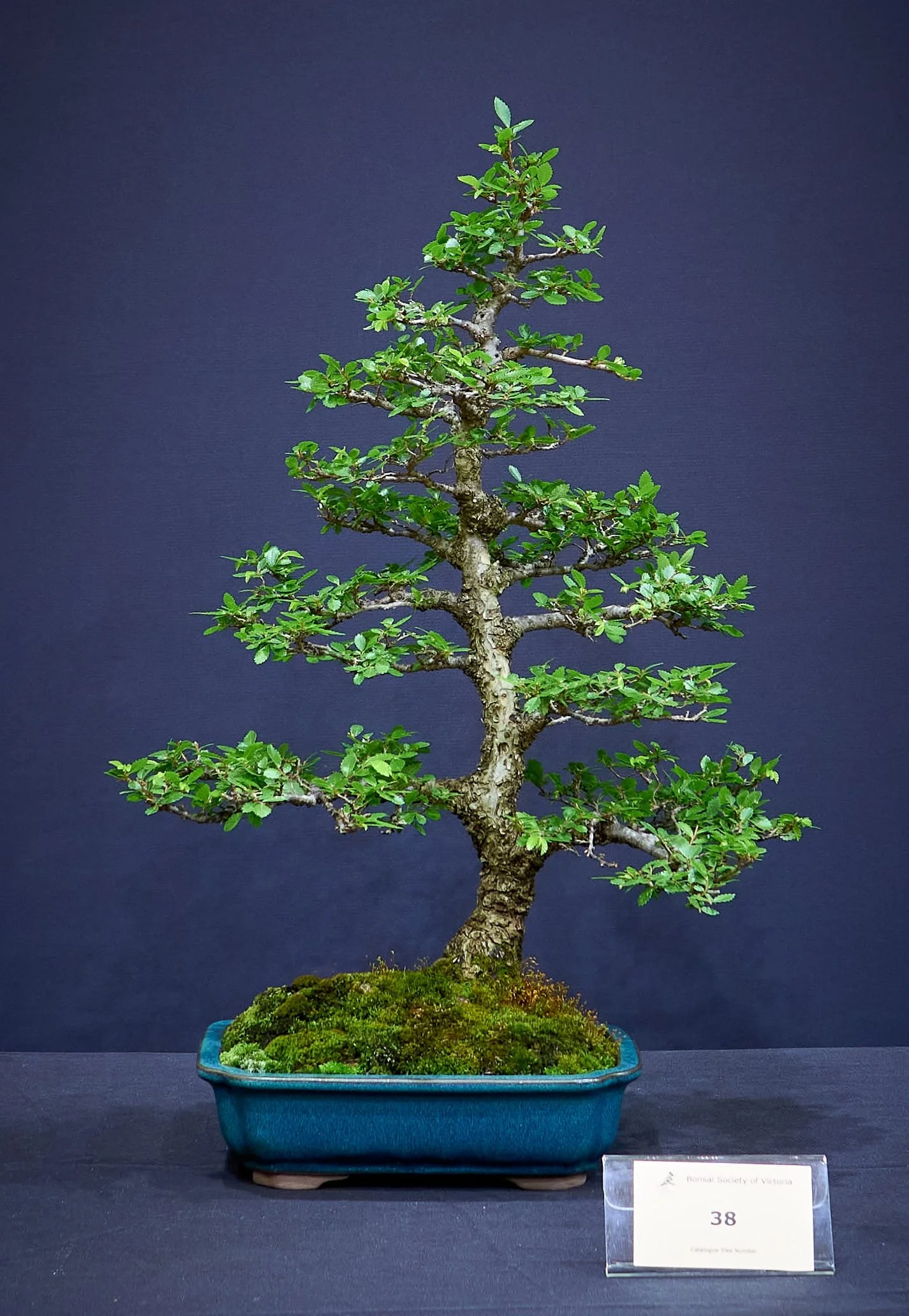 Corky Bark Elm (Ulmus parvifolia) - Grown from cuttings. Approximately 20 years in training.