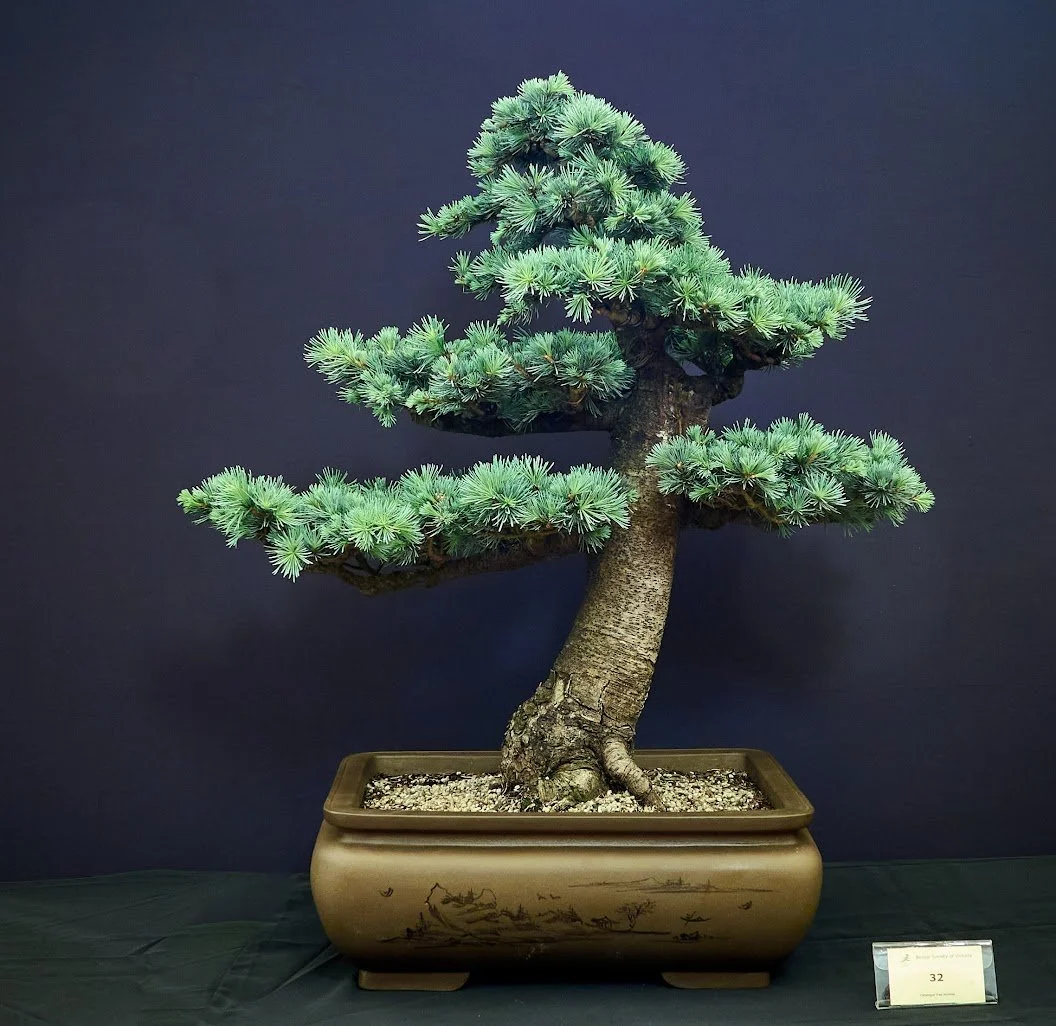 Blue Cedar (Cedrus Atlantica Glauca) - Upright style. 18 years in pot.