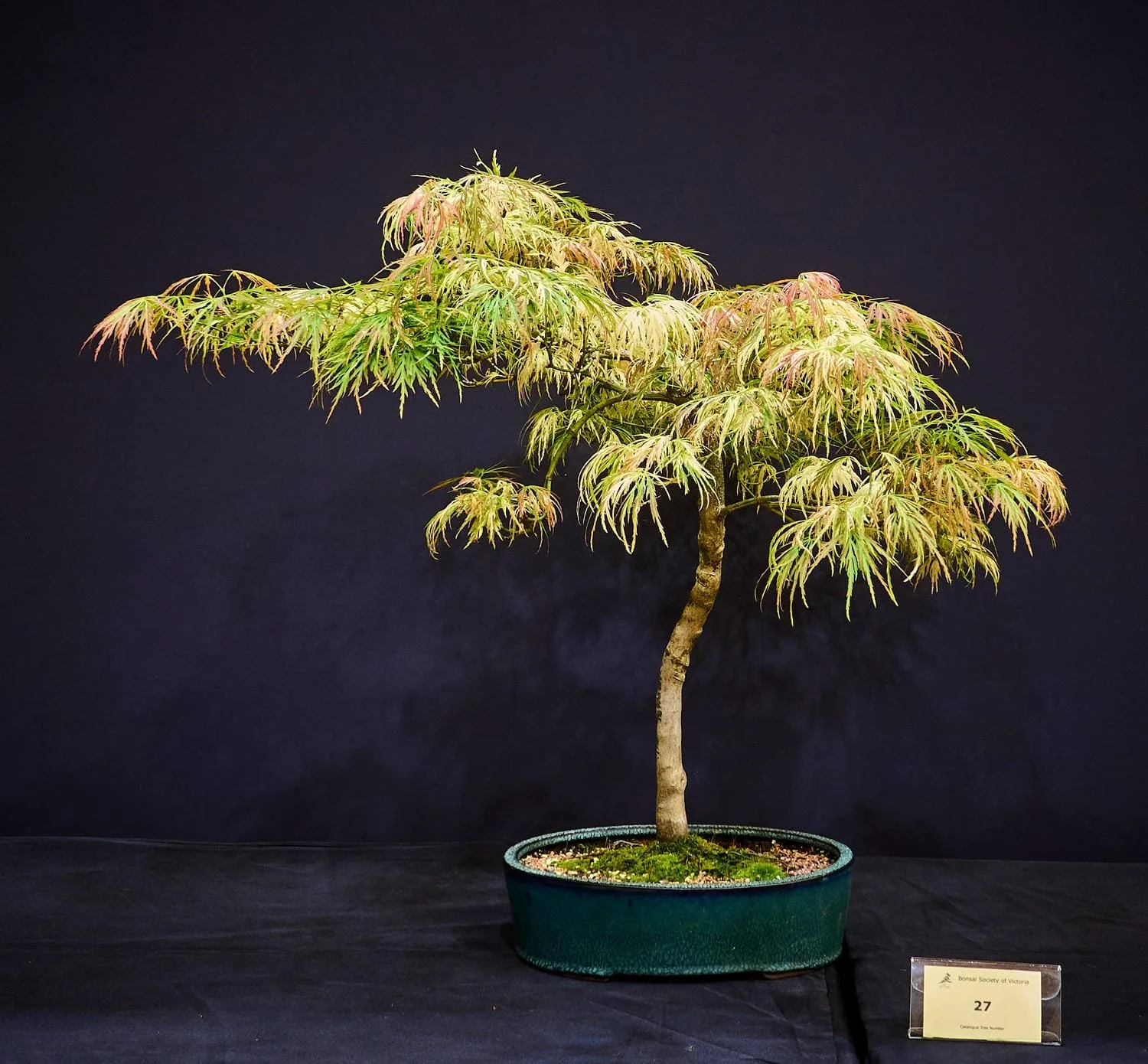 Acer Palmatum (Beni shidare) - Stunning three tone foliage on this 20 year old Maple.