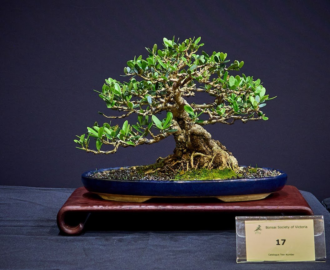 Common Olive (Olea Europaea) - Dug from Adelaide hills, early 1990s and developed from stump.