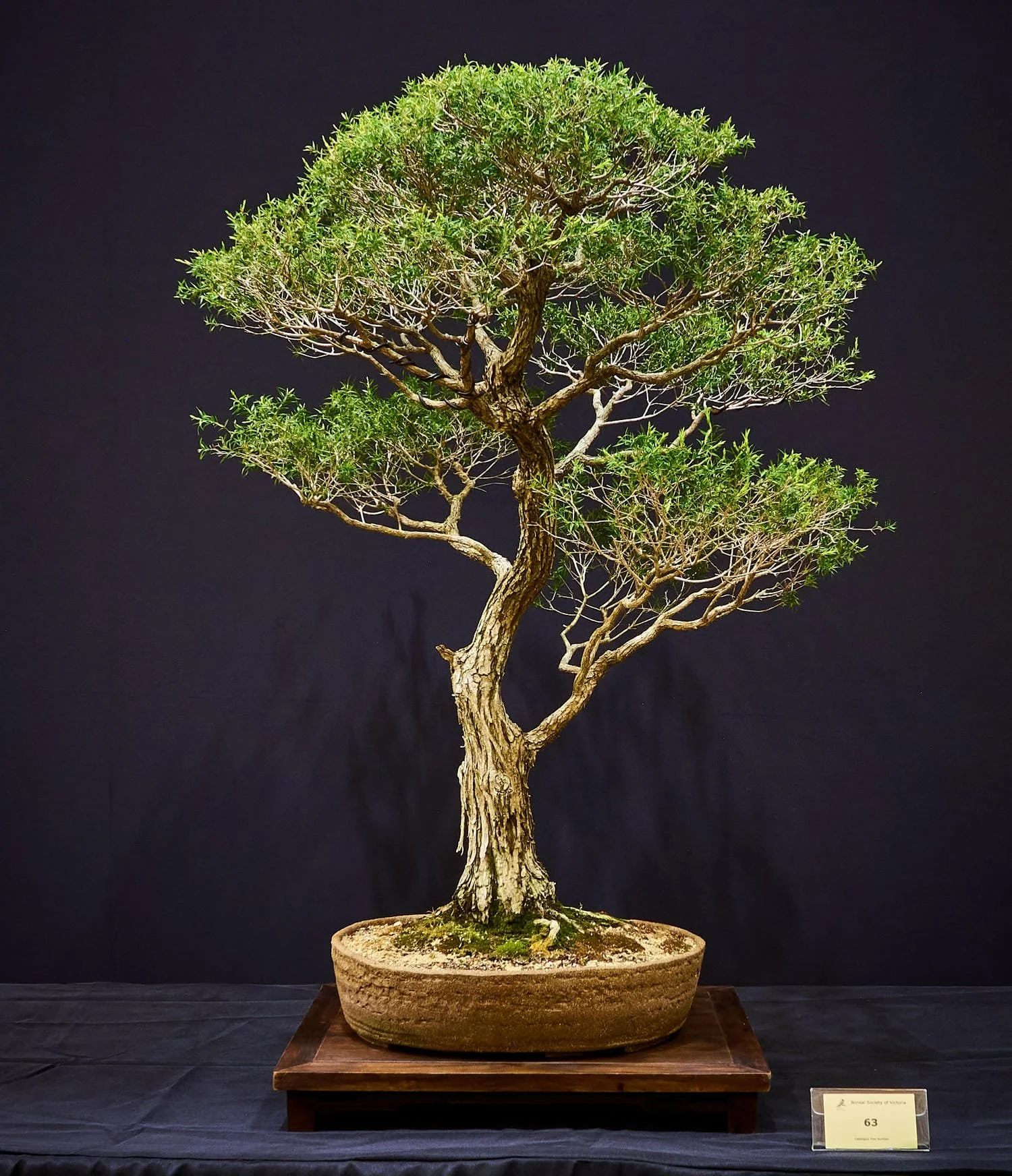 Black Tea-Tree (Melaleuca bracteata) - Created from a collected seedling. Age unknown.