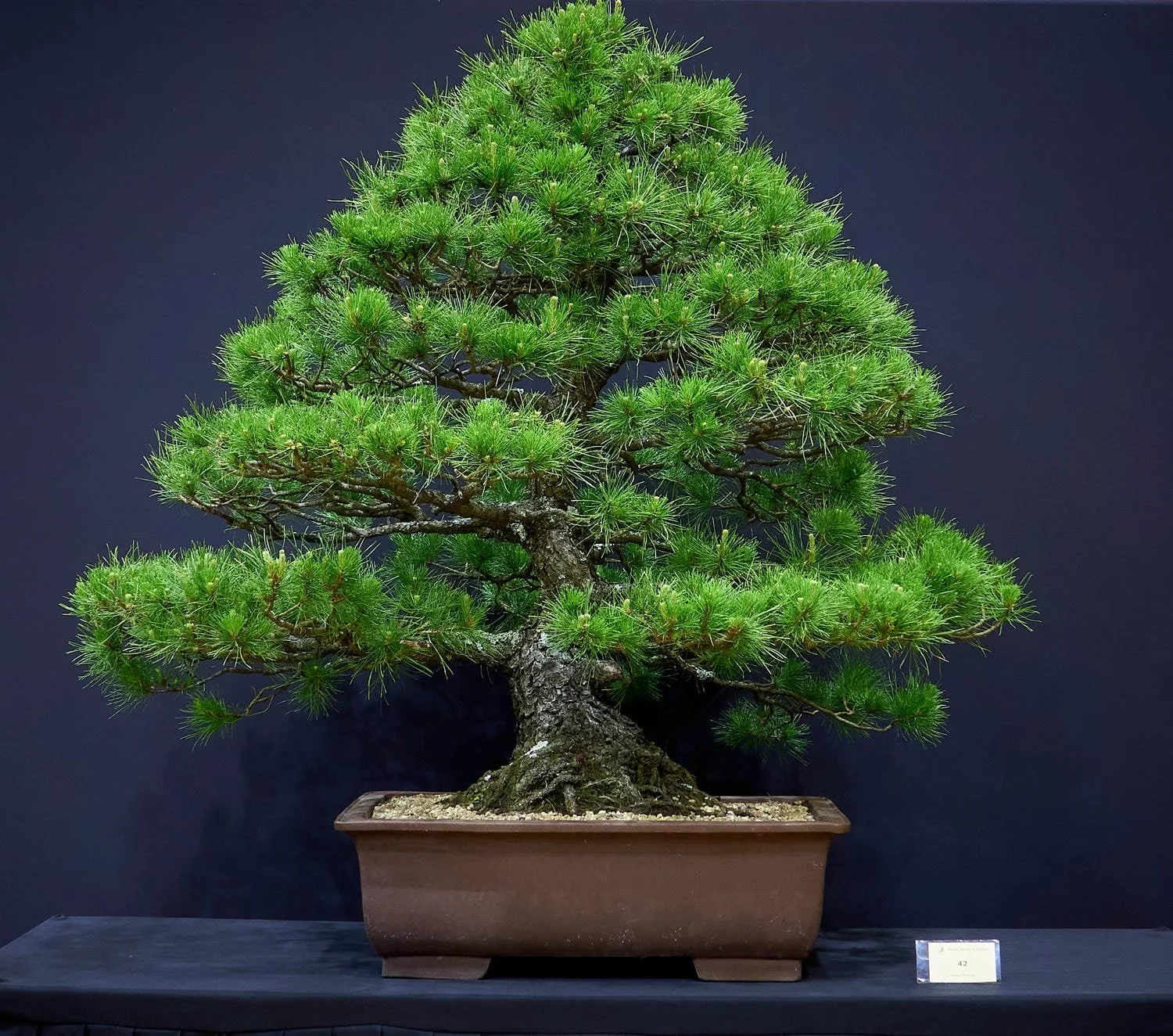 Radiata Pine (Pinus radiata) - Informal Upright style. Seed grown nursery stock. Approx. 60 years old.