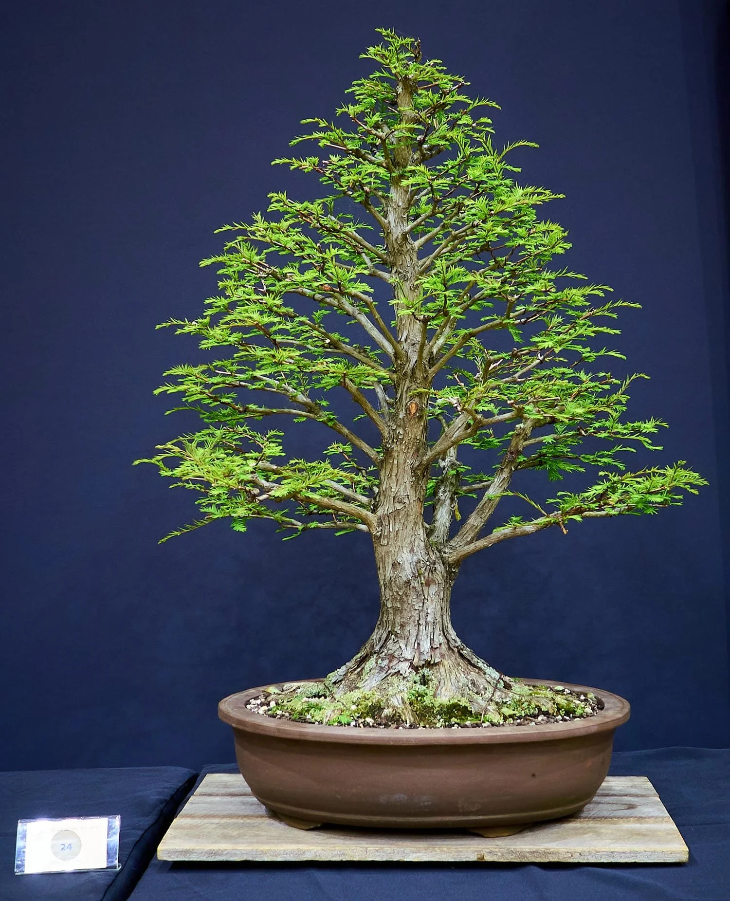 Swamp Cypress (Taxodium distichum) - Styled by Hirotoshi Saitoh in 2004. Possibly one of the best examples of a naturalistic bald cypress style.