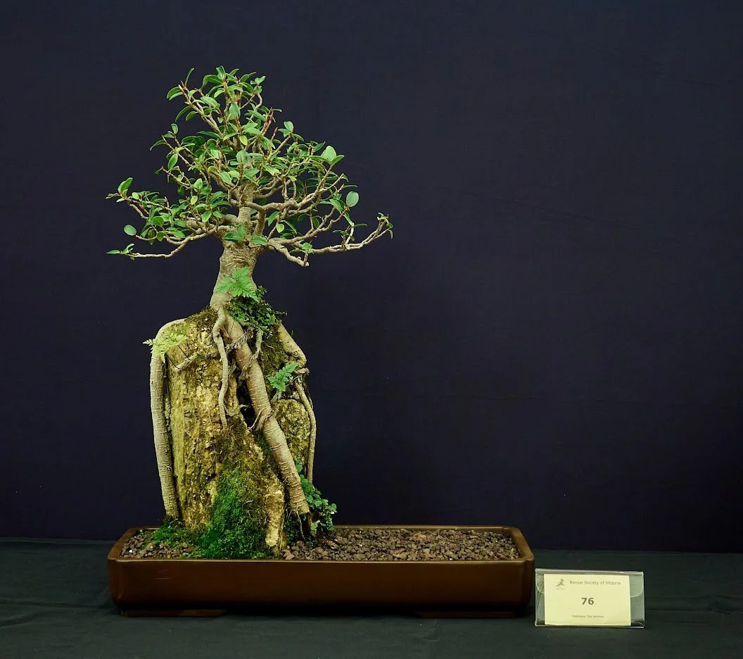 Port Jackson Fig (Ficus Rubiginosa) - Rescued in 1989. Planted on a rock 2004.