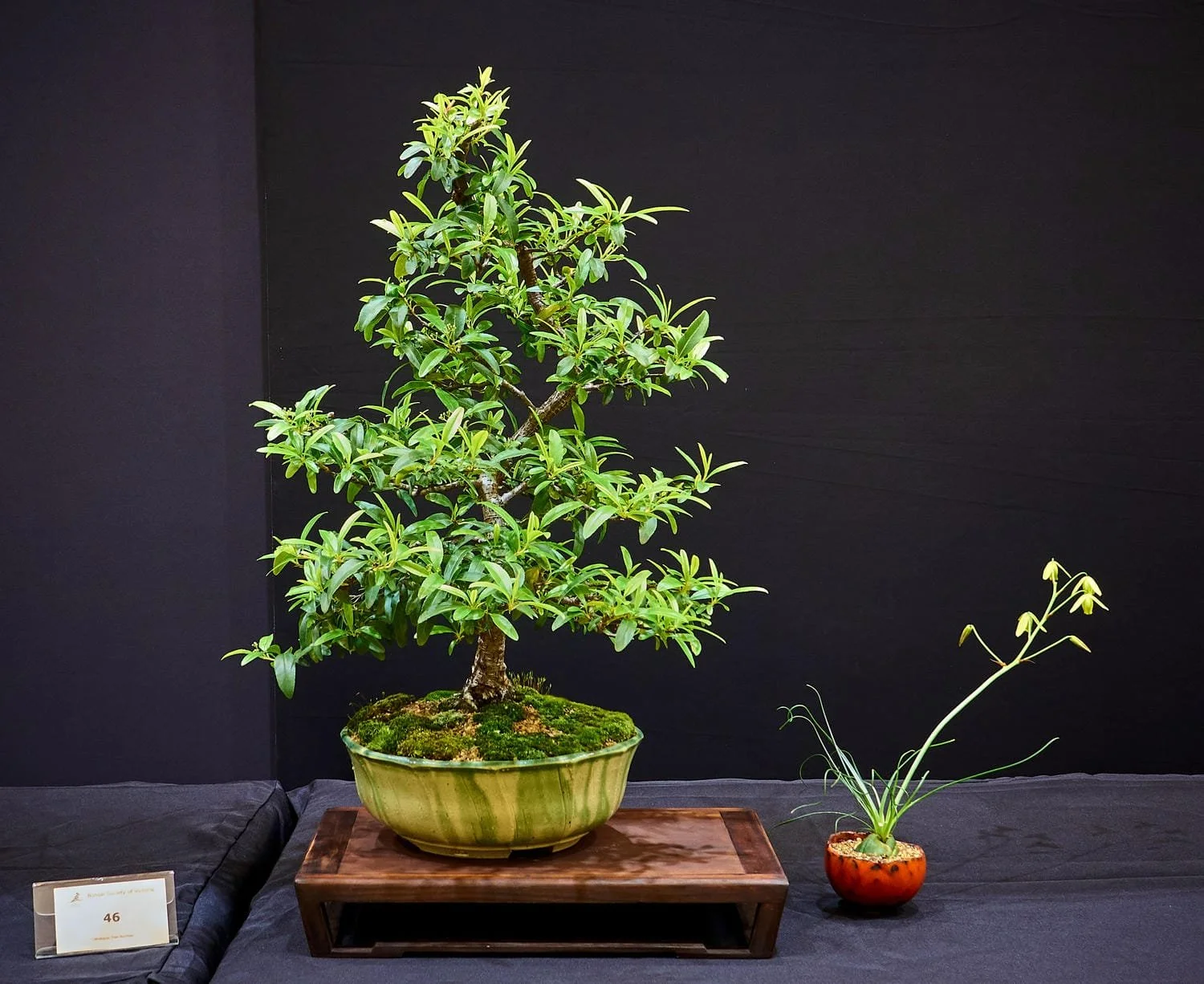 Firethorn (Pyracantha) - Bonsai nursery stock purchased 2020. Potted into current pot in 2024.