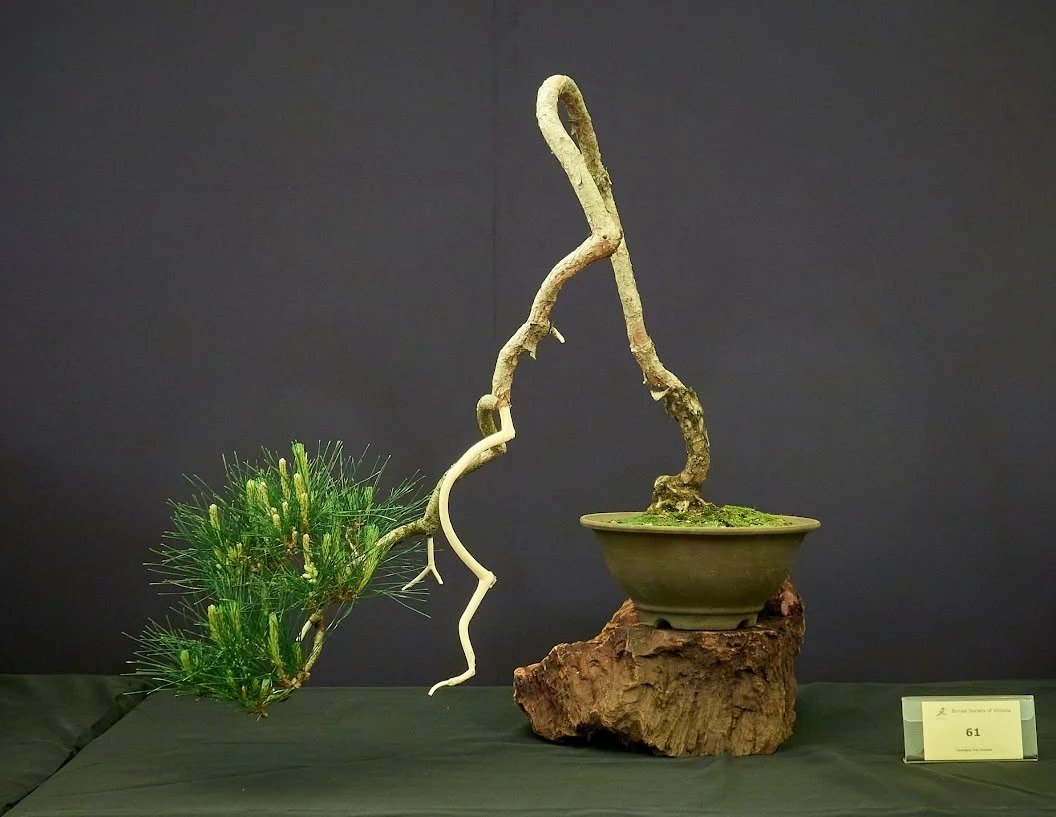 Red Pine (Pinus Densiflora) - Nursery stock 30 years ago. Large jin created 5 years ago.