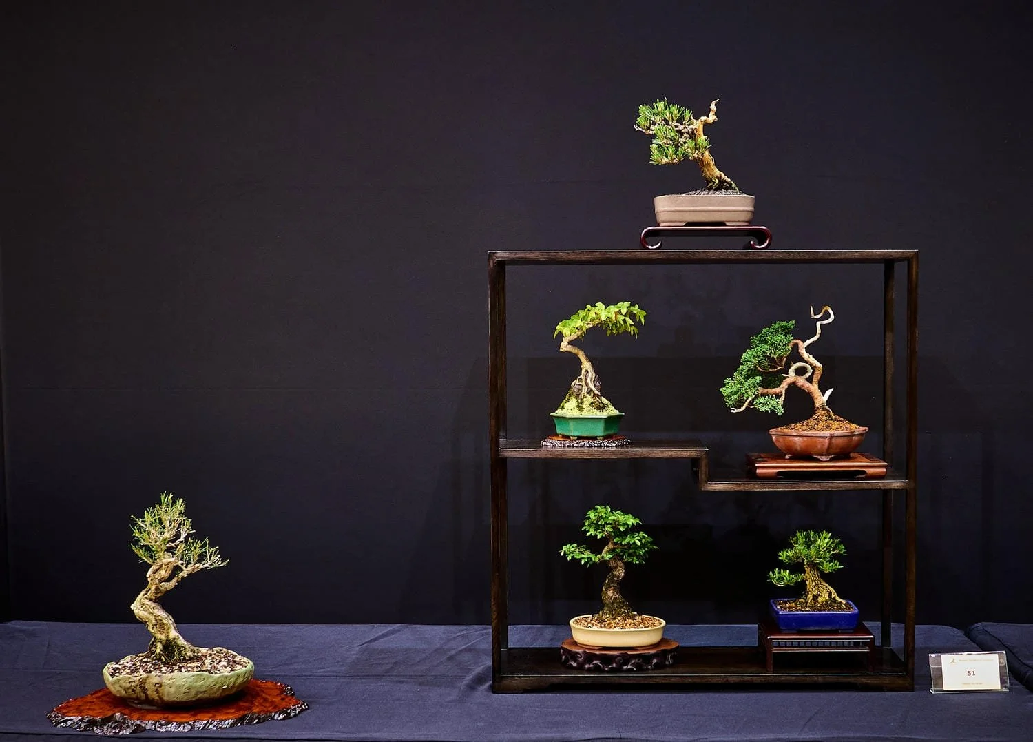 Six-Point Bonsai Display (Pinus thunbergii, Acer buergerianum, Juniperus, Buxus harlandii, Ulmus parvifolia, Melaleuca cuticularis) - A compact composition where contrasting forms and foliage come together in a harmonious, small-scale scene.