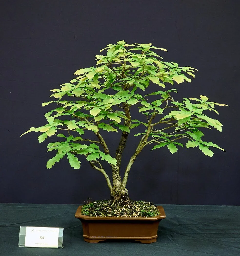Oak (Quercus) - Grown from seed and recently graduated to a bonsai pot.