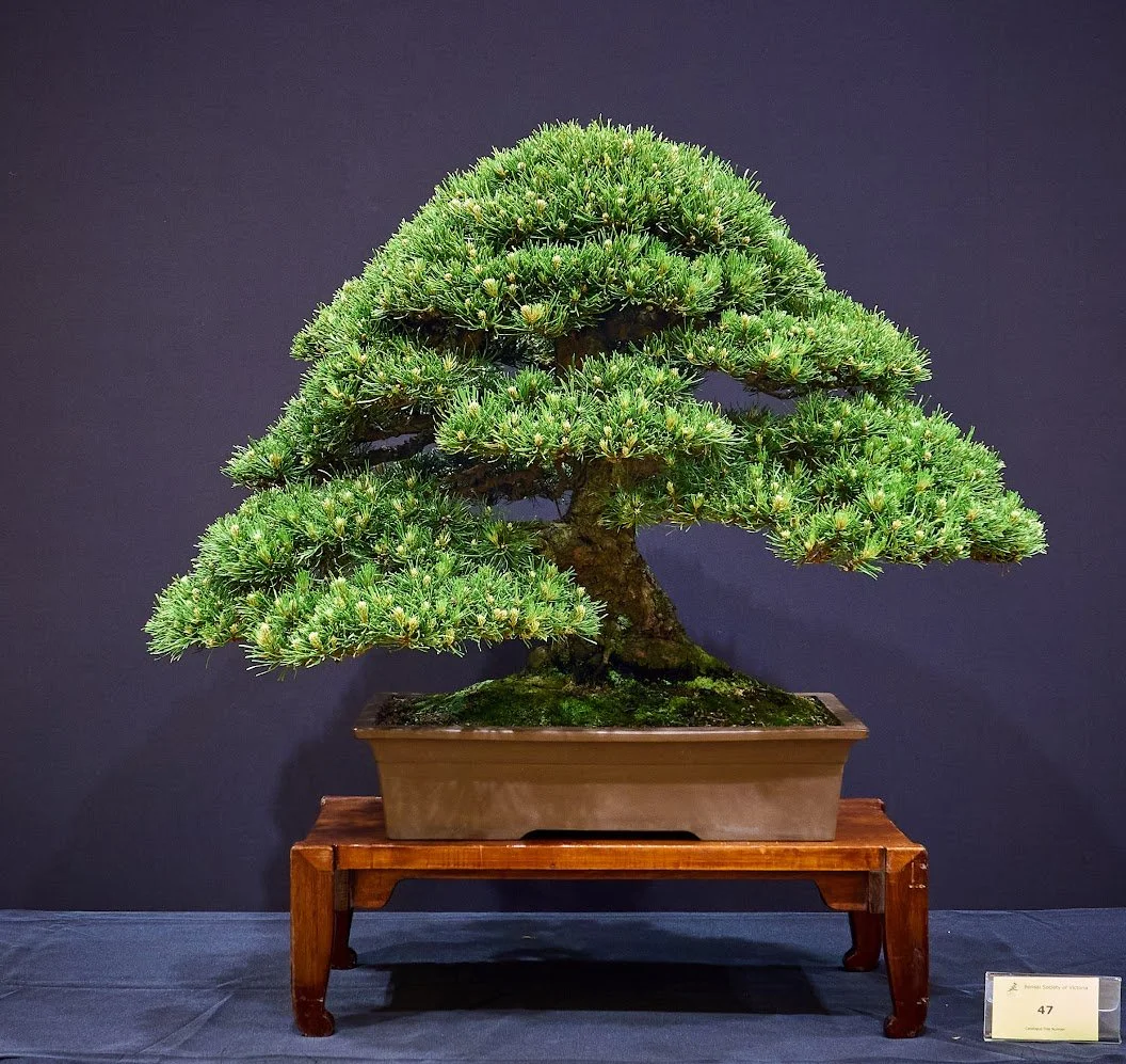 Swiss Mountain Pine (Pinus Mugo) - Partially trained bonsai in 2008. Complete overhaul in 2010.