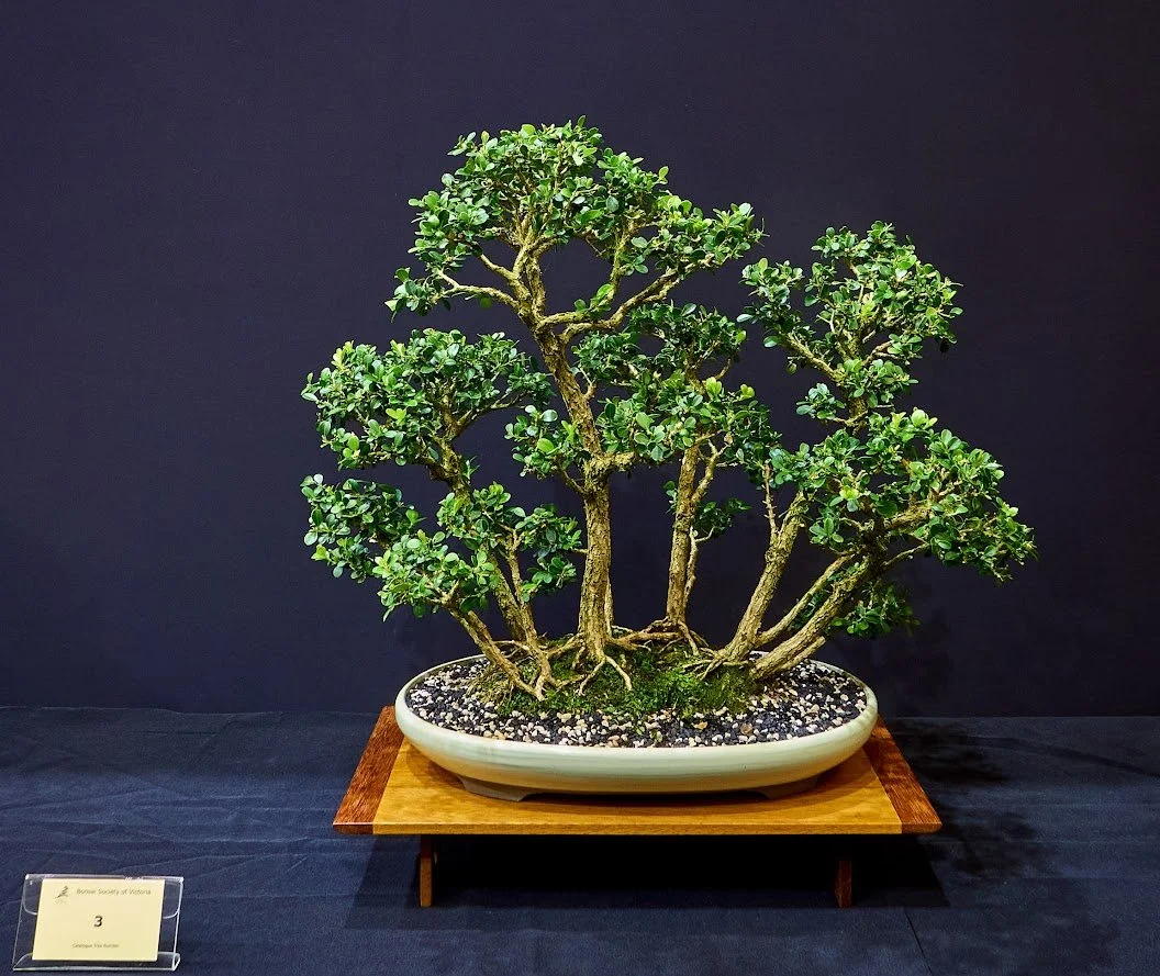 Japanese Box (Buxus Microphylla) - Group planting by Dr Maurice Slonim about 40 years ago.