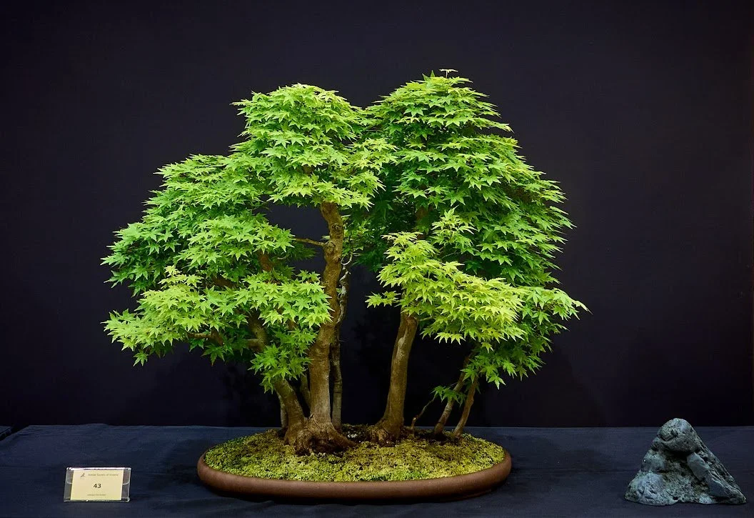 Japanese Maple (Acer Palmatum) - Grown by the late Victor Lew since early 1990s.