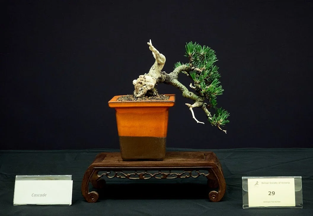 Dwarf Mountain Pine (Pinus Mugo) - Semi cascade style. Stock tree from nursery in 2000.