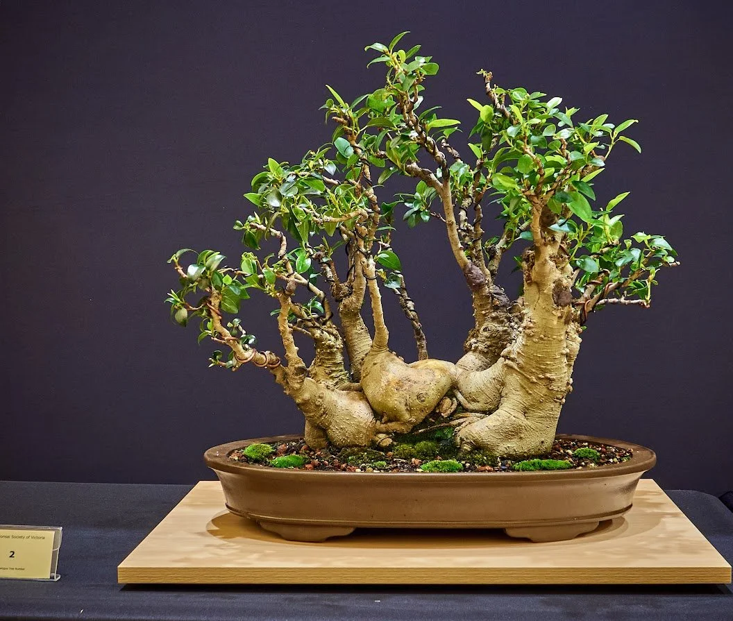 Port Jackson Fig (Ficus Rubiginosa) - Group of five created in 1980 by Dr Maurice Slonim.