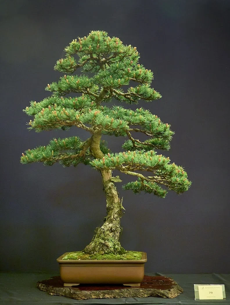 White Pine (Pinus Parviflora) - Estimated age approximately 40–50 years.