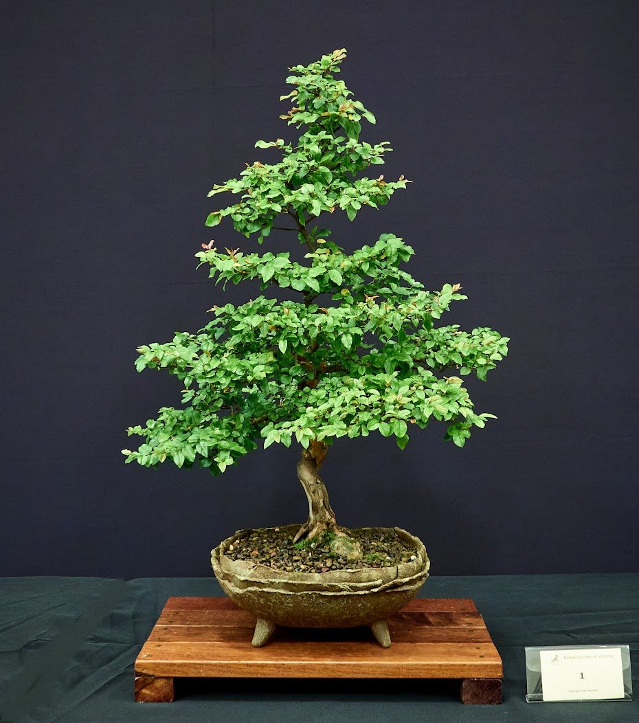 Chinese Sweet Plum (Sageretia Theezans) - Trained for bonsai since seedling. Approx. 10 years.