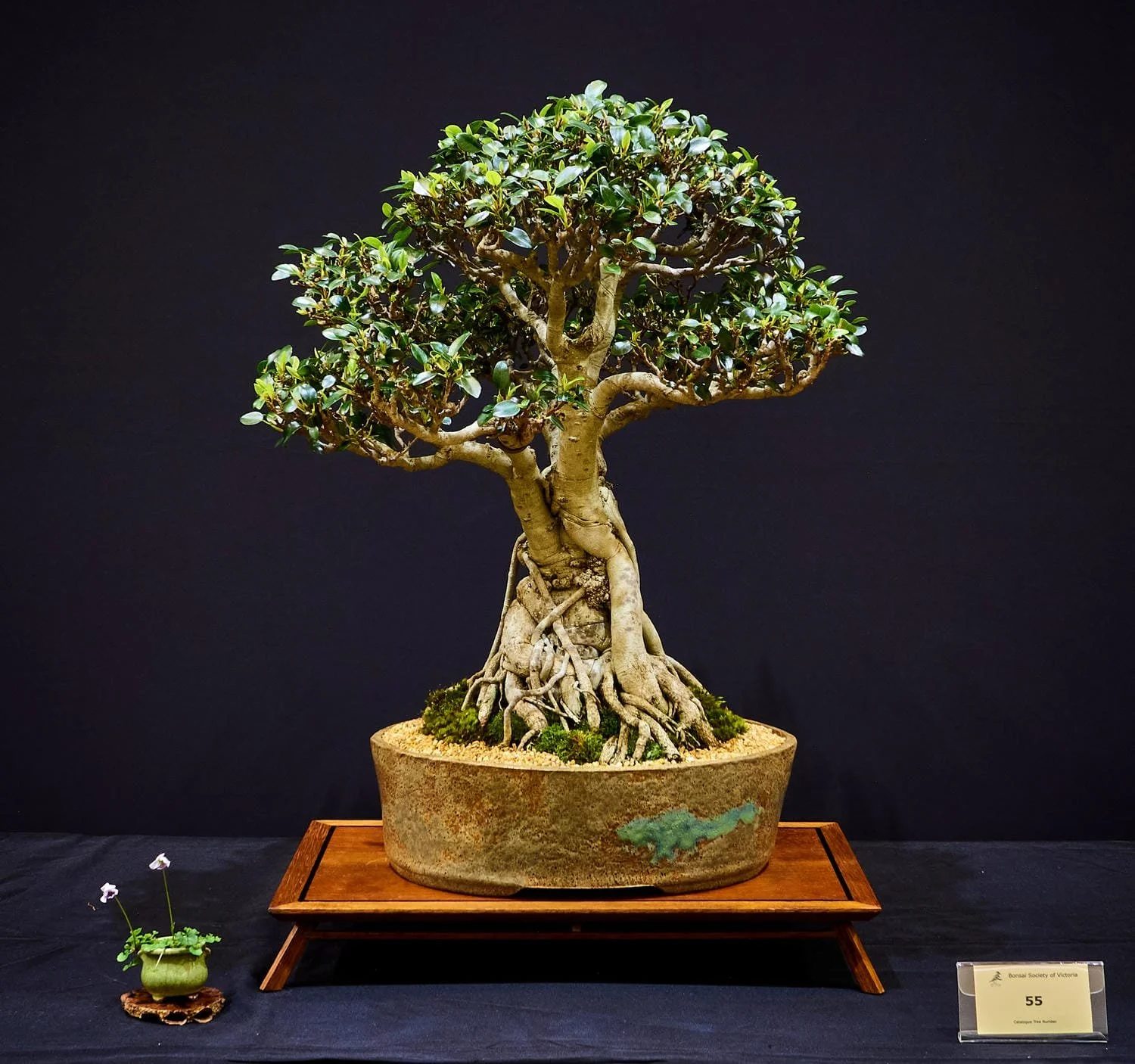 Port Jackson Fig (Ficus rubiginosa) - Rescued from a brick wall in 1985. Bonsai training began 2018.