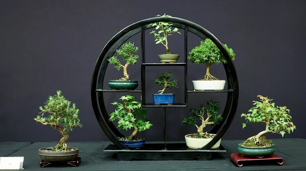 Shin Stand (Various) - Selection of shohin bonsai.