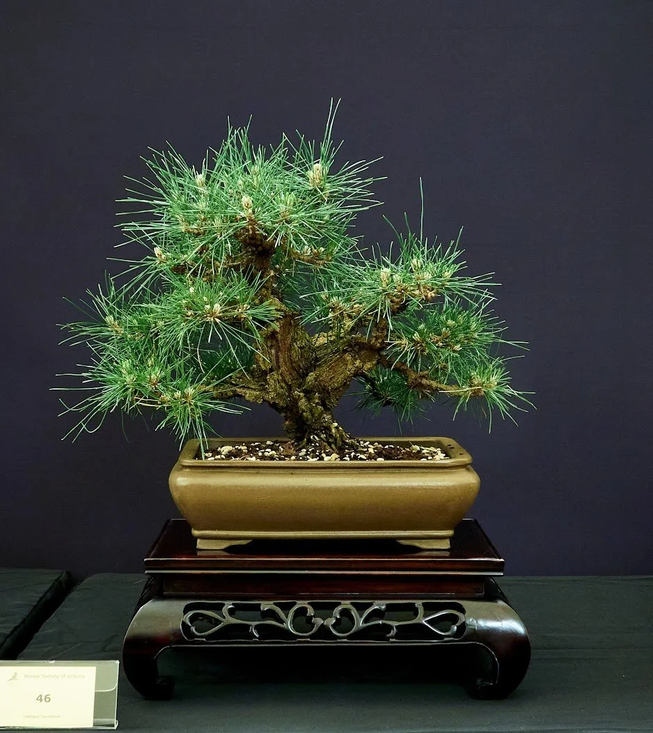 Japanese Black Pine "Nishiki" (Pinus Thunbergii) - Purchased in 2015 as a semi trained bonsai.