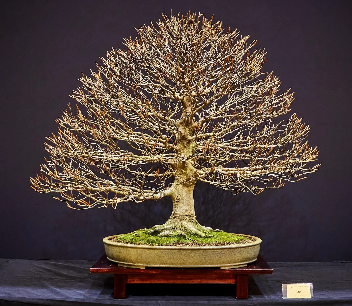 Geoff Vanner Award - Members' Choice Winner: Quentin Valentine - European Beech (Fagus sylvatica) - One of the last trees to awaken from winter dormancy.