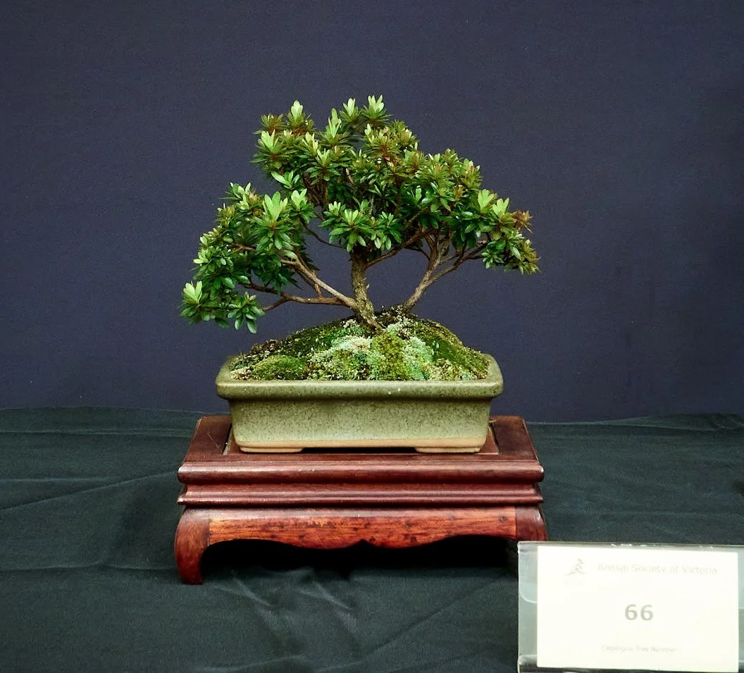 Azalea (Satsuki Azalea) - Grown from cutting for two years. In this pot for 12 months.