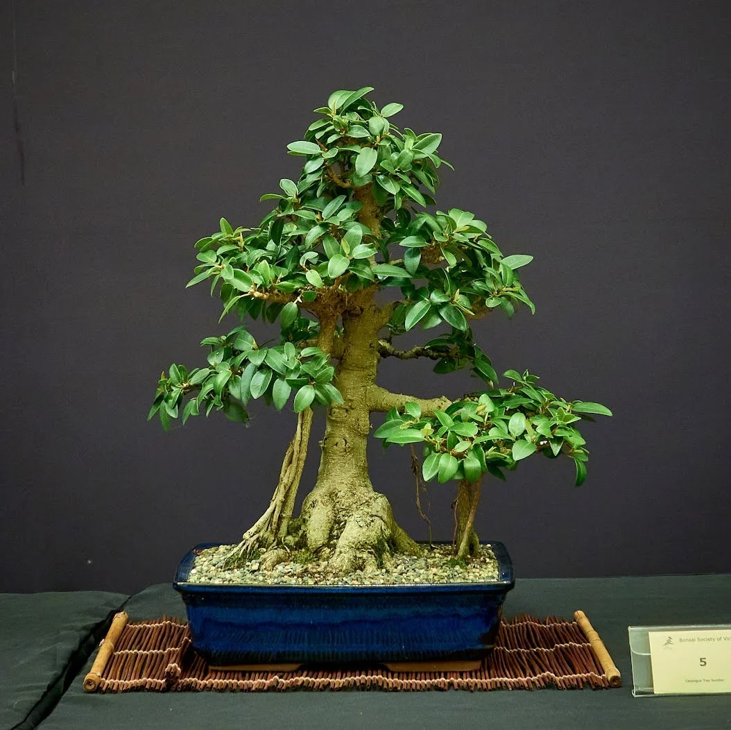 Port Jackson Fig (Ficus Rubiginosa) - In training 14 years with aerial roots developing over the last 7.