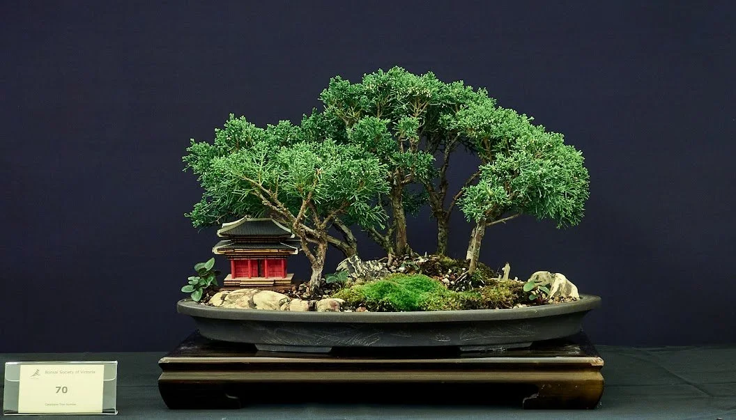 Shimpaku Forest (Juniperus Chinensis) - Penjing called "Serenity" grown from cuttings 15 years ago.