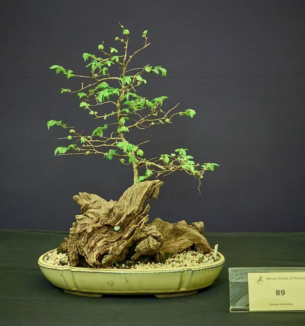 Chinese Elm (Ulmus Parvifolia) - Set as dragon on dead root.