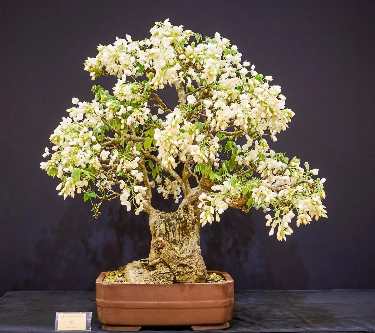 Wisteria (white) (Wisteria) - Dug from a garden in Leongatha around 2019.
