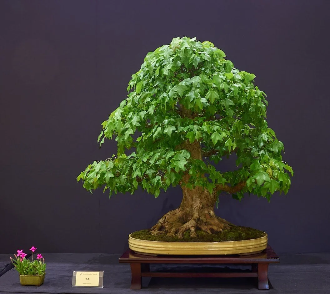 Members' Choice Winner: Scott Martin — Trident Maple (Acer Buergerianum) - Field grown nursery stock. In training as a bonsai for over 15 years.