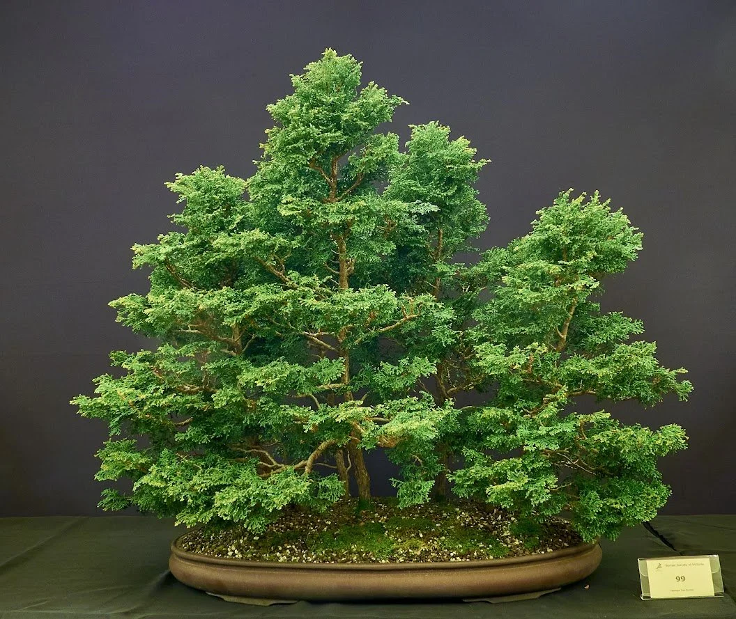 Dwarf Hinoki Forest (Chamaecyparis Obtusa – Chabo Yadori) - Approx. 20 years old. Semi cascade.