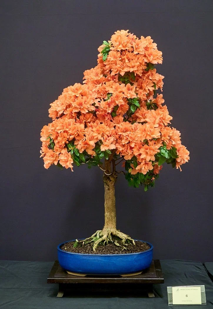 Azalea - Started in 1985. Lovely red flowers.