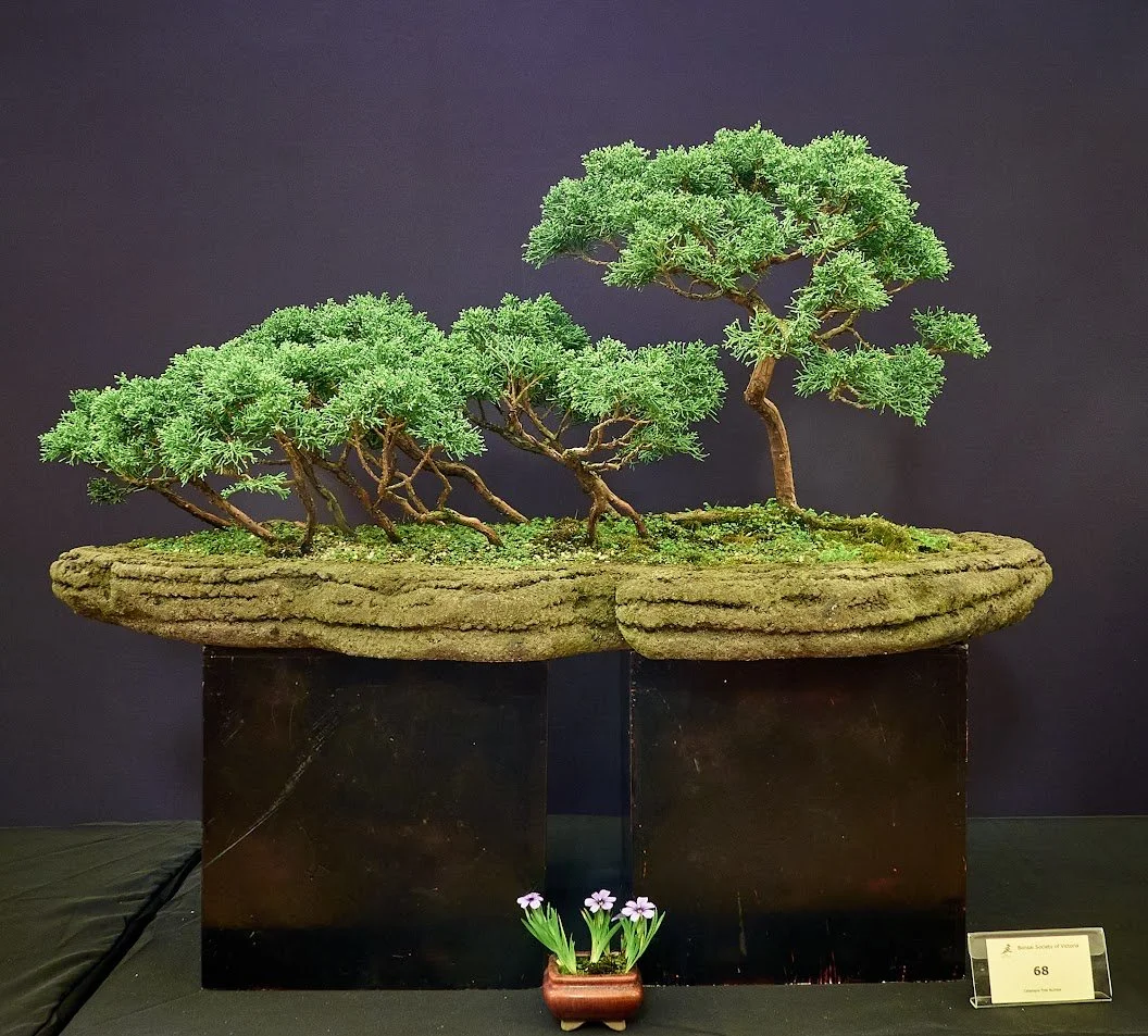 Juniper (Juniperus Sargentii) - Forest raft style. About 20 years.