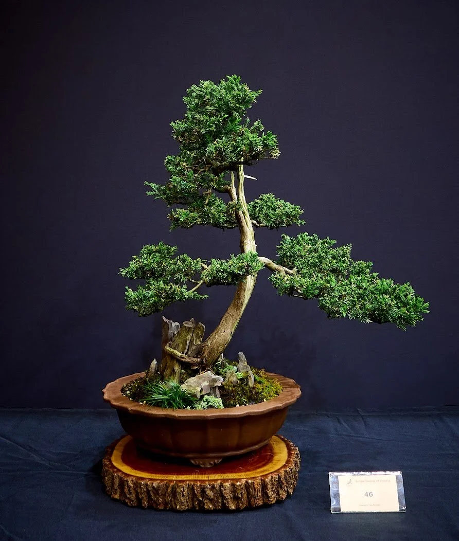 Juniper (Juniperus Procumbens) - Started as 1.5m nursery tree.