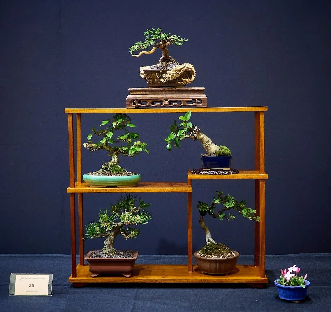 Mame/Shohin Display - Selection of various hand sized bonsai.