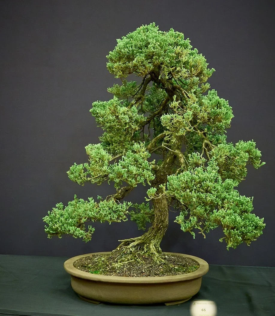 Juniper (Juniperus Squamata "Prostrata") - Informal upright. Naturally creeping species.