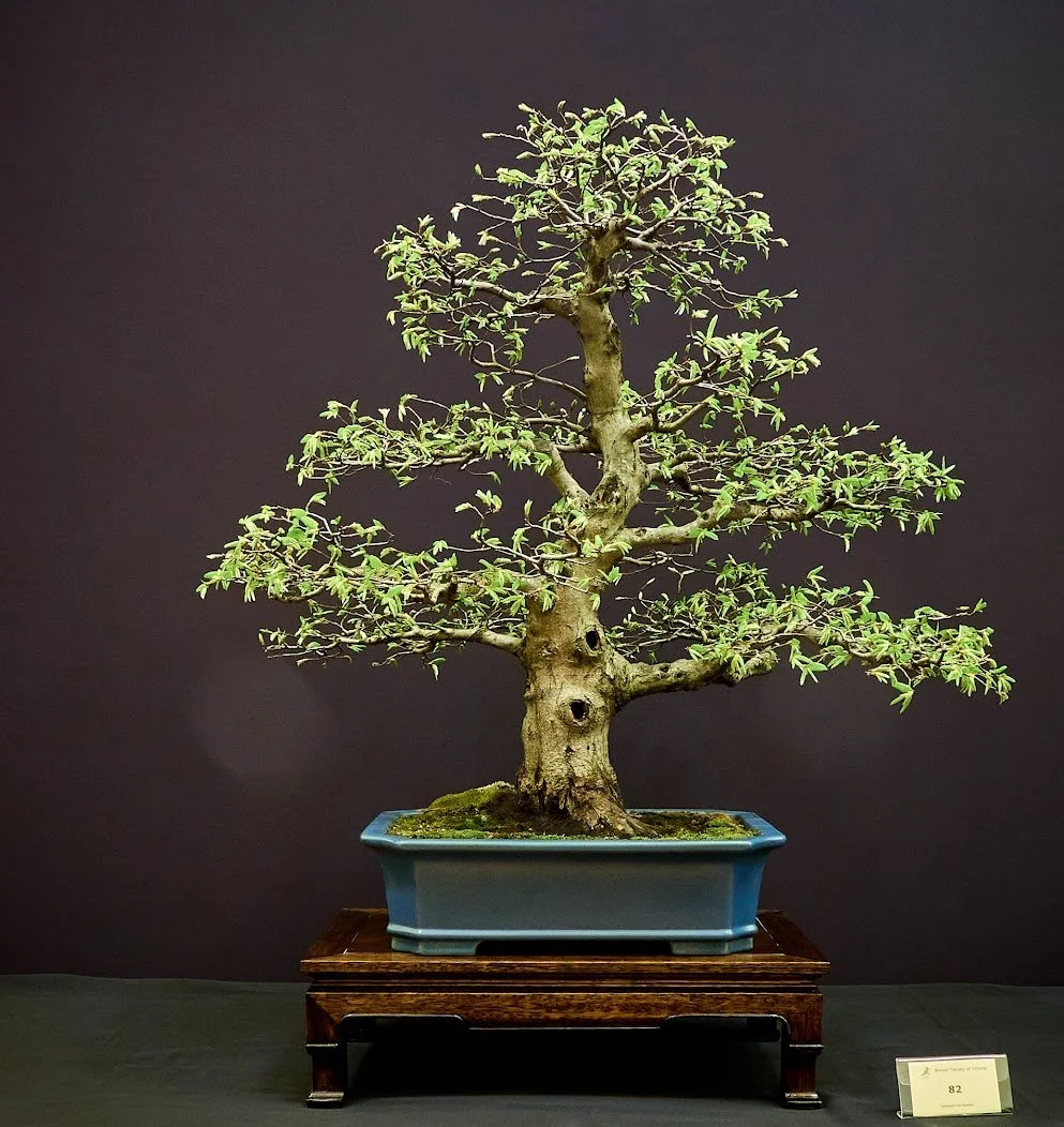 European Hornbeam (Carpinus Betulus) - Grown on origami fold leaf. Curator of NBCPA. Restyled recently.