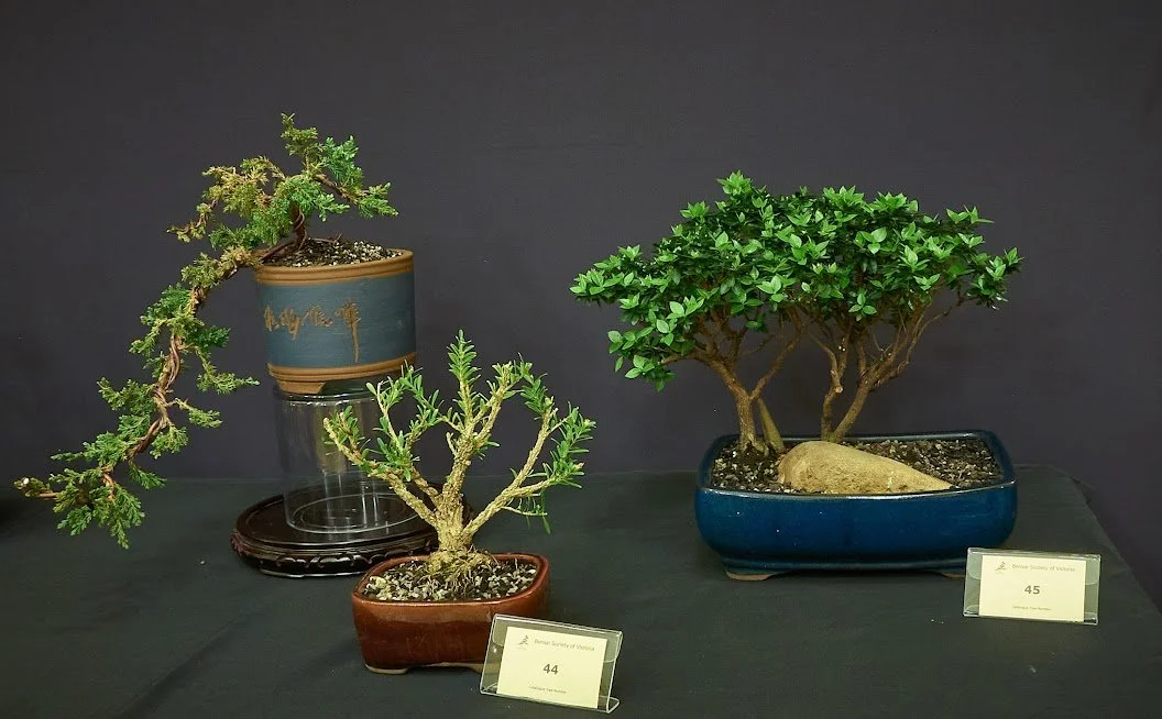 (Left) Harland Boxwood (Buxus harlandii) - First bonsai styled at very first club attendance.

(Right) Azalea (Satsuki azalea "Rukozen") - Small tree group. In pot for around 10 years.
