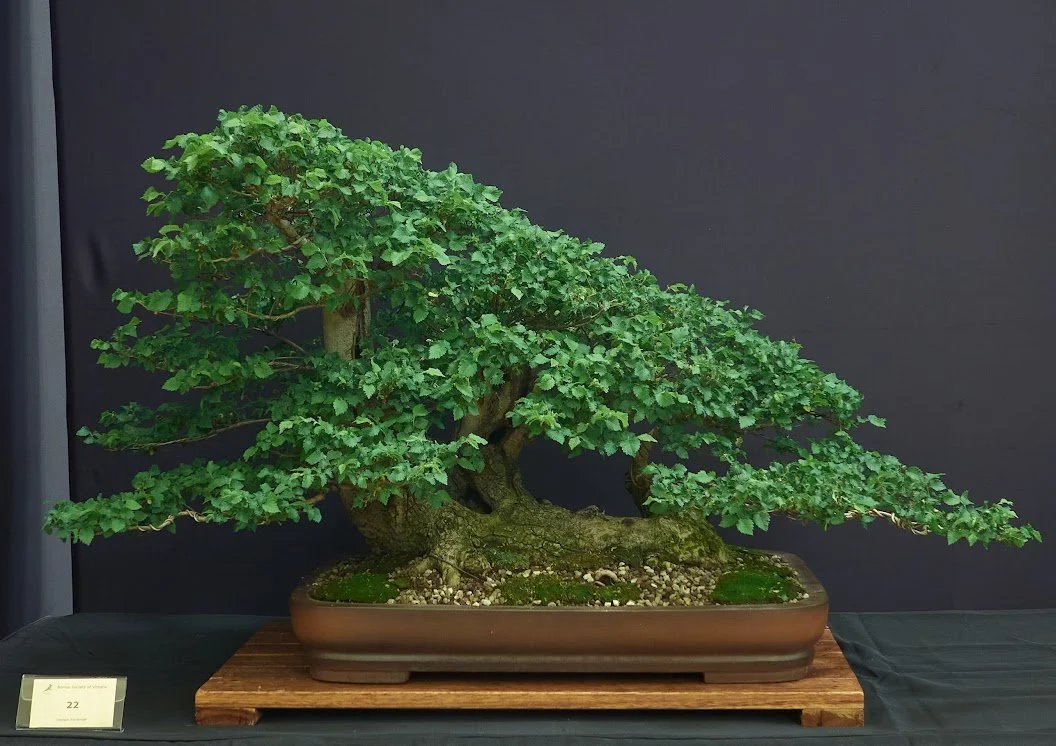 English Elm (Ulmus Procera) - Raft style. Collected in 2017 from a fallen tree on a creek bed.