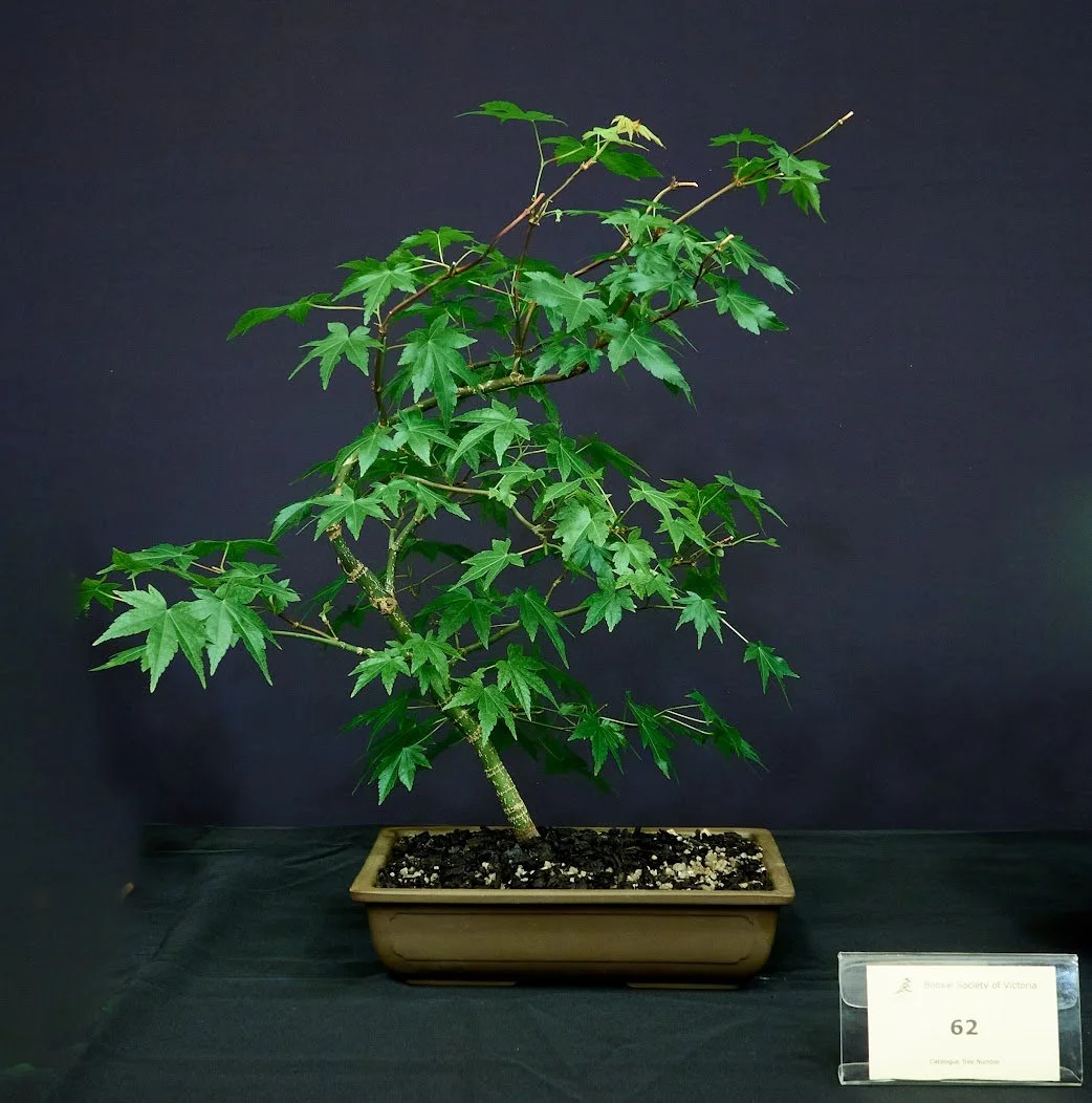 Japanese Maple (Acer Palmatum) - Grown from seedling 6 years ago. Repotted recently.