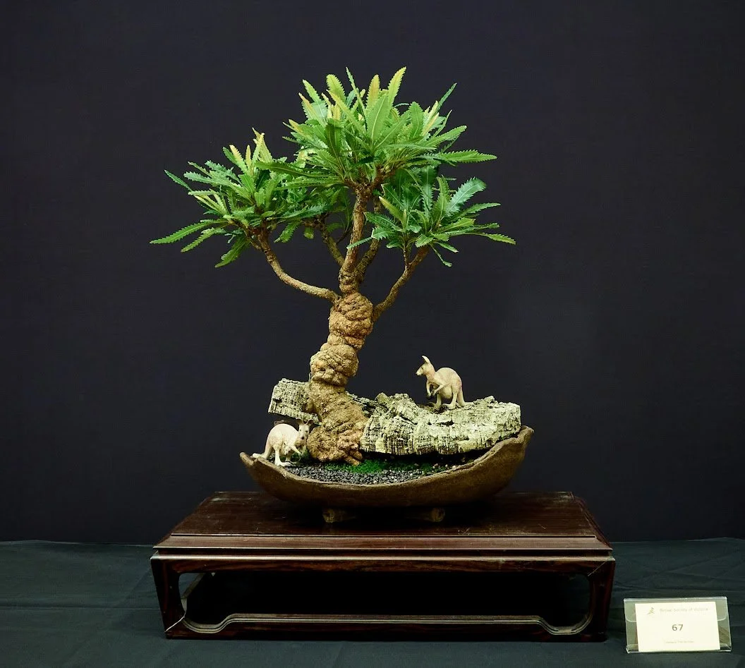 Old Man Banksia (Banksia Serrata) - "Penjing" air layered from parent bonsai 5 years ago. Rock formation made of cork oak bark.
