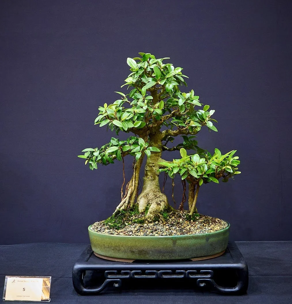 Port Jackson Fig (Ficus Rubiginosa) - Collected from a veranda in Sydney in the 1990s. In training for 18 years.