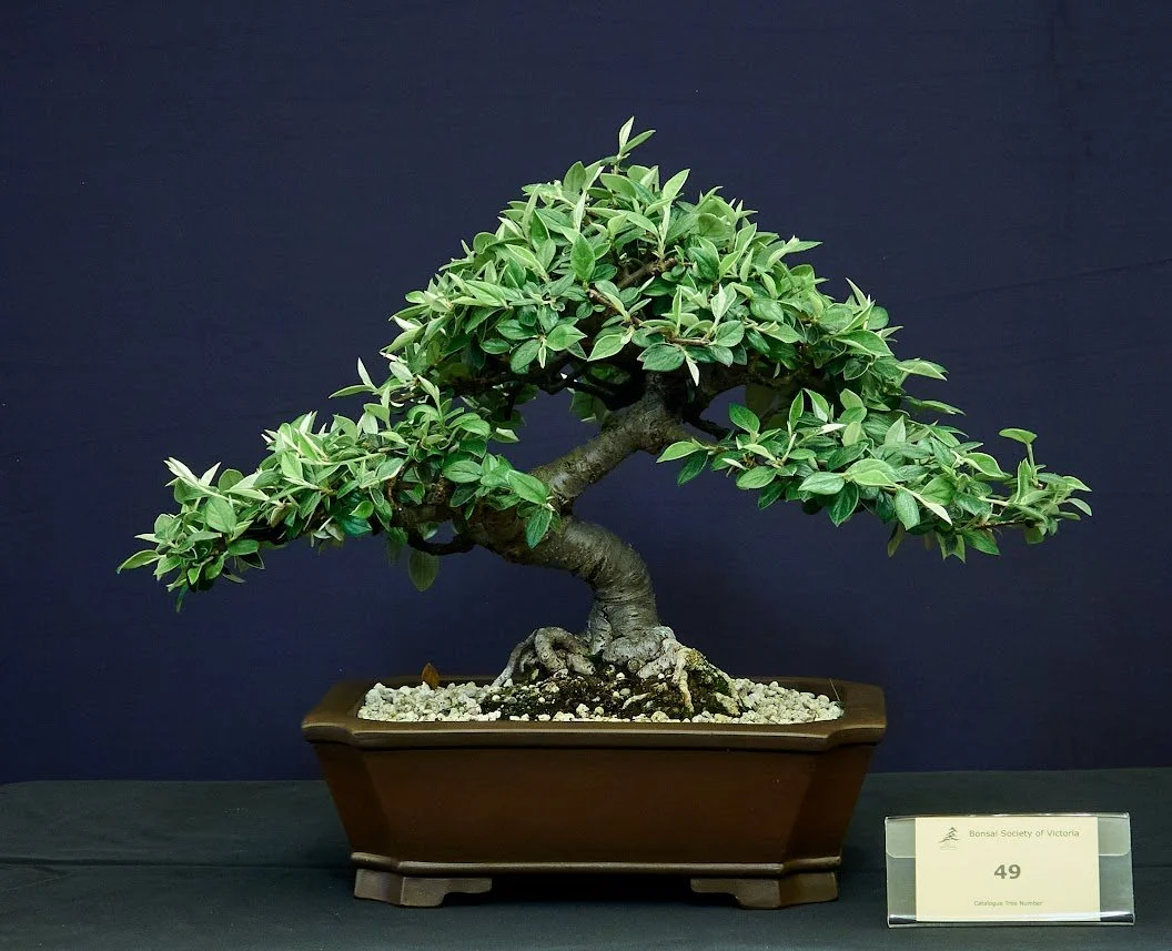 Cotoneaster (Cotoneaster Integerrimus) - Upright style. 17 years old.