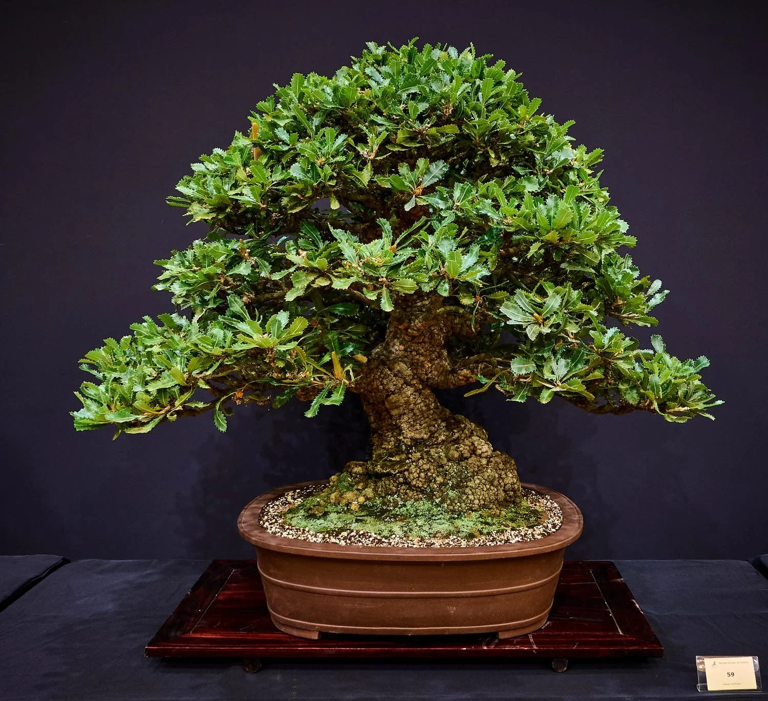 Old Man Banksia (Banksia serrata) - No Snuggle Pot or Cuddle to be seen.