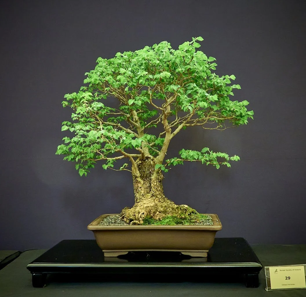 English Elm (Ulmus Procera) - Collected from roadside in country Victoria in 2001. Grown as broom style.