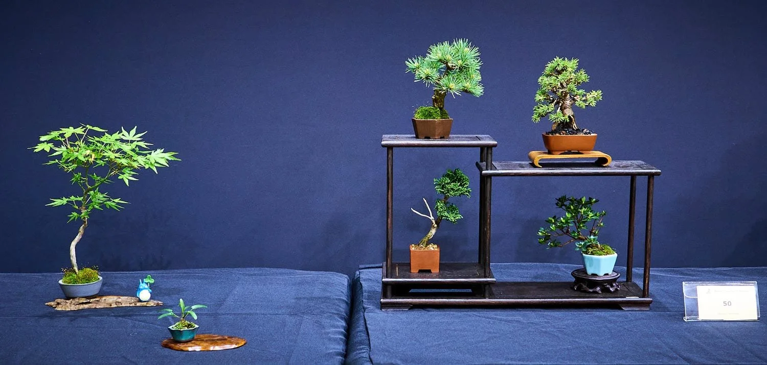Five-Point Bonsai Display (Acer palmatum, Pinus parviflora, Picea glauca 'conica', Chamaecyparis obtusa, Rhododendron indicum) - Delicate maple contrasts with the strength and permanence of the conifers. Satsuki adds a softer, more delicate presence.