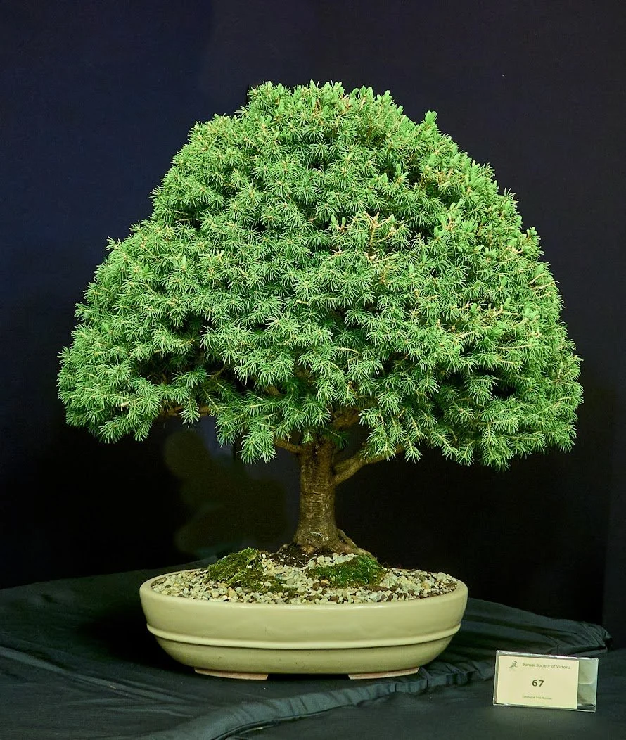 Spruce (Picea Glauca "Albertiana Conica") - Informal upright. Naturally defined conical shape. 24 years.