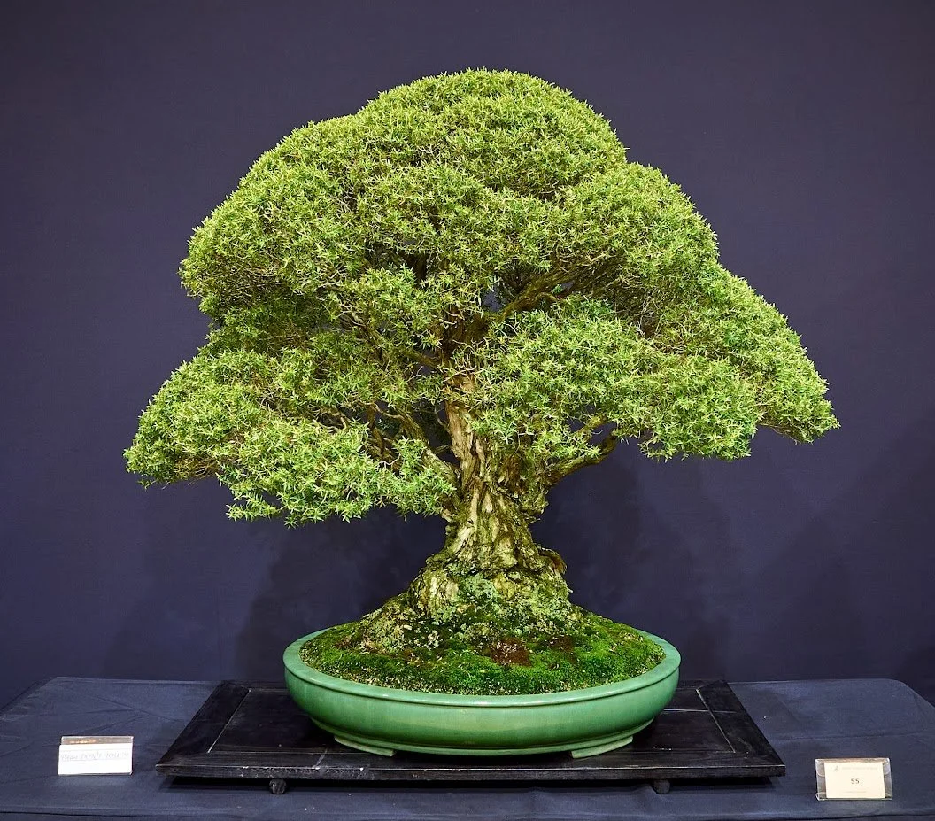 Member's Choice Winner: Quentin Valentine — Prickly Paperbark (Melaleuca Styphelioides) - Nursery stock in 1971. Complete restyle 20 years ago. Has doubled in size.